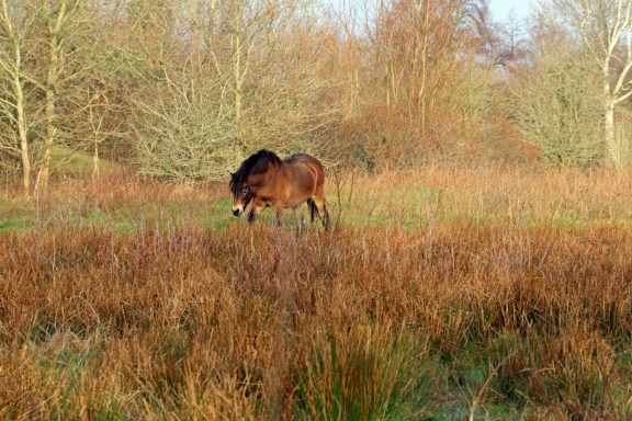 Exmoor pony Exmoor pony