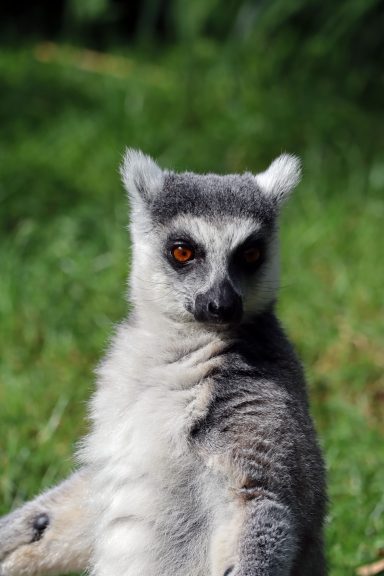 Ringstaartmaki Ringstaartmaki