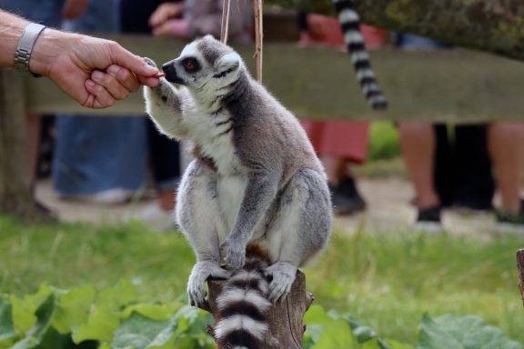 Ringstaartmaki Ringstaartmaki