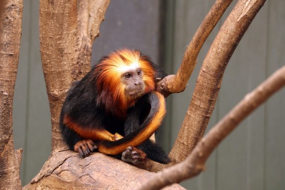 Goudkopleeuwaapje Goudkopleeuwaapje