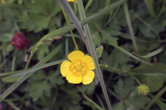 Boterbloem Gele boterbloem met groene bladeren op de achtergrond.
