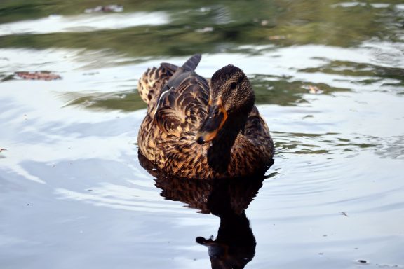 Wilde eend Wilde eend