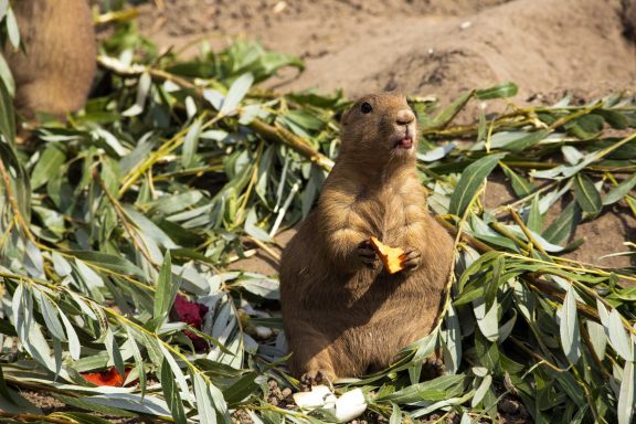 Prairiehond Prairiehond