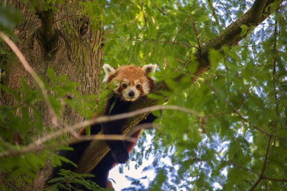 Rode panda Rode panda