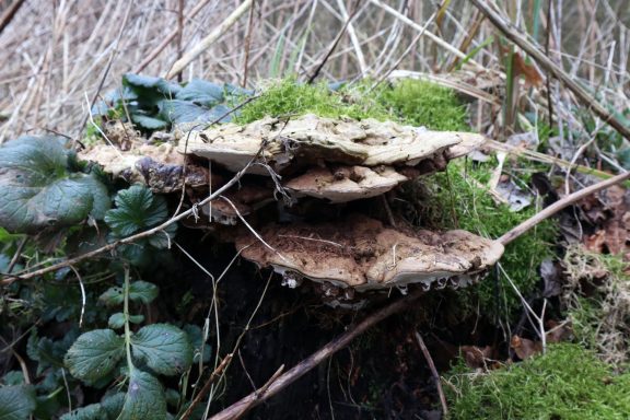 Foto met tepelgallen