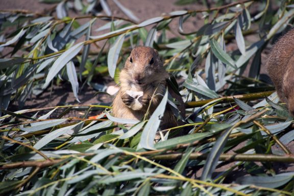 Prairiehond Prairiehond
