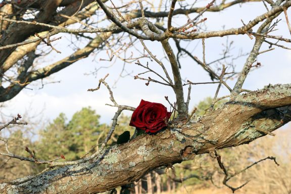 Iemand heeft z'n rozen achter gelaten