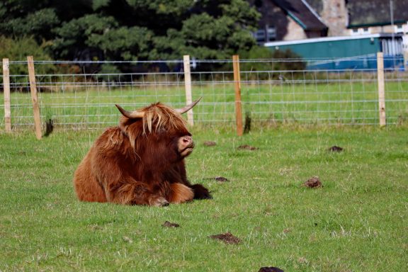 Schotse hooglander Schotse hooglander