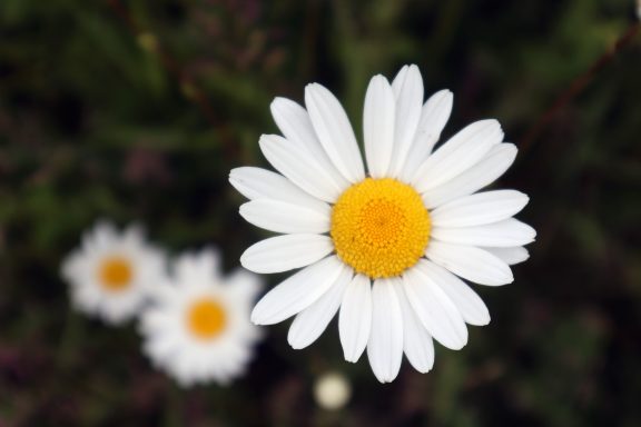 Madelief Een witte madelief met een gele kern en een groene achtergrond.