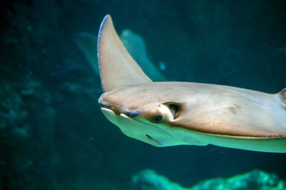 Pijlstaartrog Pijlstaartrog