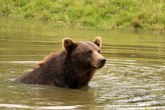 Bruine beer Bruine beer