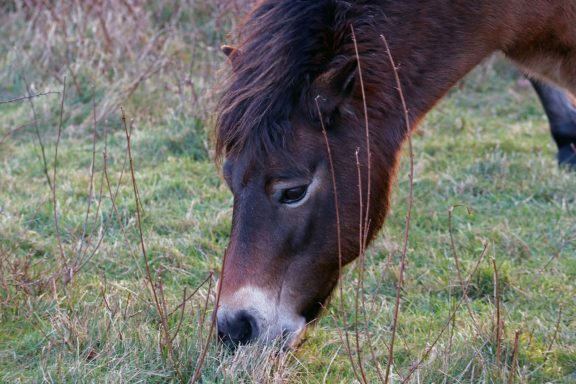 Exmoor pony Exmoor pony