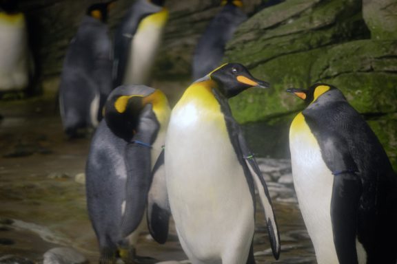 Koningspinguïn Koningspinguïn