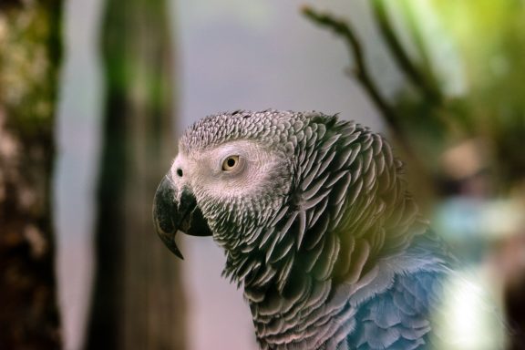 Grijze roodstaartpapegaai Grijze roodstaartpapegaai