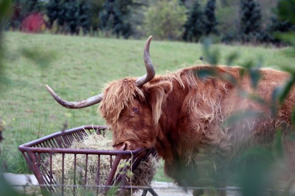 Schotse hooglander Schotse hooglander