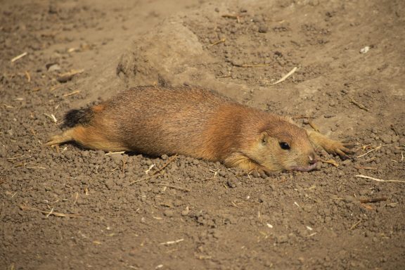 Prairiehond Prairiehond