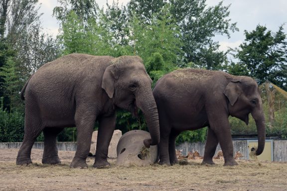 Aziatische olifant Aziatische olifant