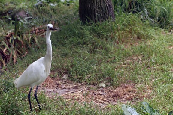 Kleine zilverreiger Kleine zilverreiger
