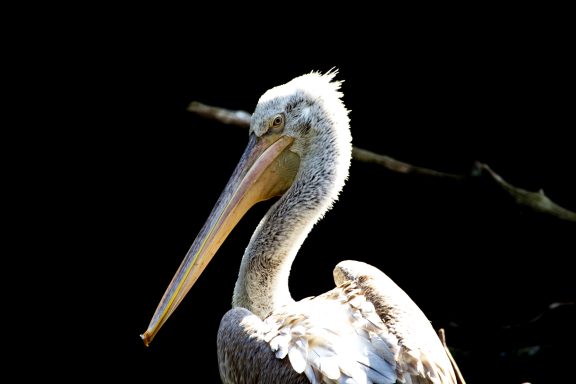 Kroeskoppelikaan Kroeskoppelikaan