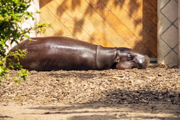 Dwergnijlpaard Dwergnijlpaard