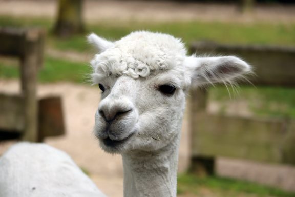 Alpaca Alpaca