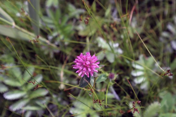 Bergamotplant Felroze bloemen met groene bladeren in een natuursetting.