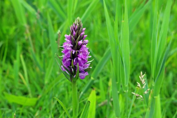 Rietorchis Groene achtergrond met paarse orchideeënbloem tussen gras.