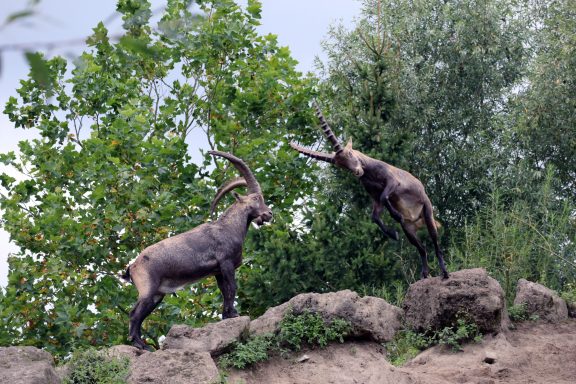 Alpensteenbok Alpensteenbok