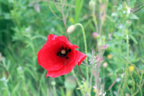 Klaproos Één rode klaproos bloeiend tussen groene grassen en andere wilde bloemen.