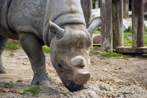 Indische neushoorn Indische neushoorn