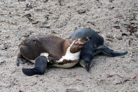 Humboldt Pinguïn Humboldt Pinguïn