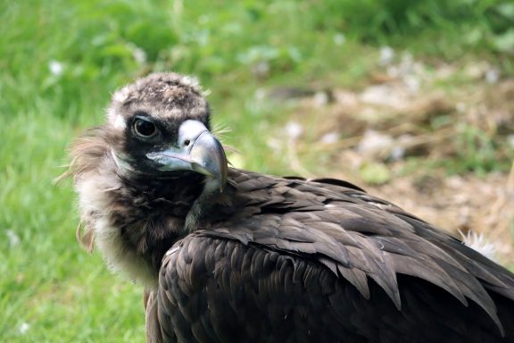 Monniksgier Monniksgier