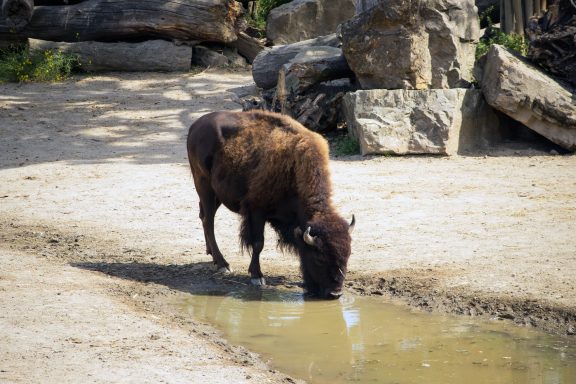 Amerikaanse bizon Amerikaanse bizon