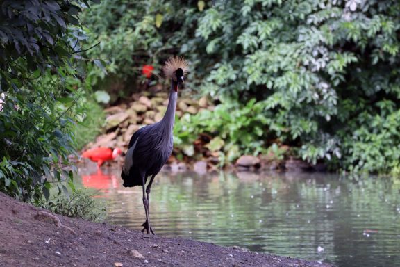 Grijze kroonkraanvogel Grijze kroonkraanvogel