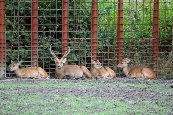 Zwijnshert Zwijnshert