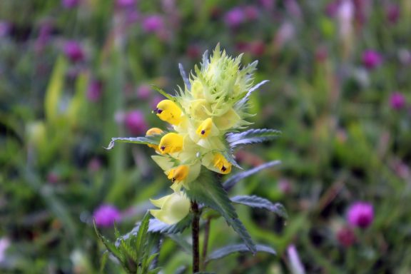 Grote ratelaar Geel bloeiende plant met groene bladeren, te zien tegen een groene veldachtergrond.