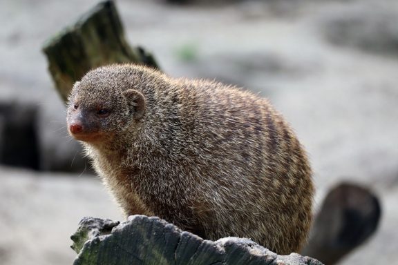 Zebramangoest Zebramangoest