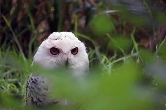 Sneeuwuil Sneeuwuil