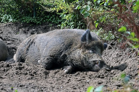 Visaya wrattenzwijn Visaya wrattenzwijn