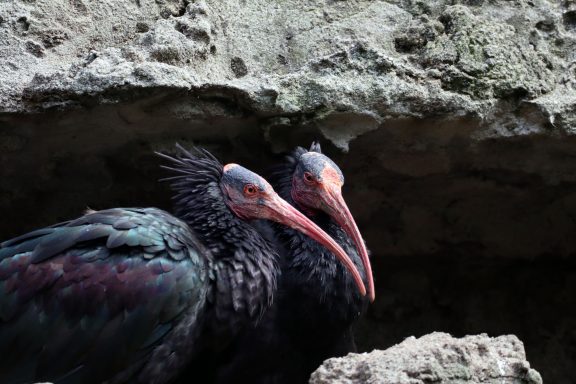 Kaalkop Ibis Kaalkop Ibis