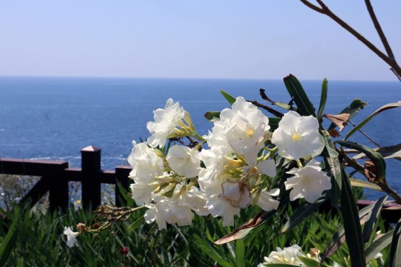 Witte Oleander Witte Oleander