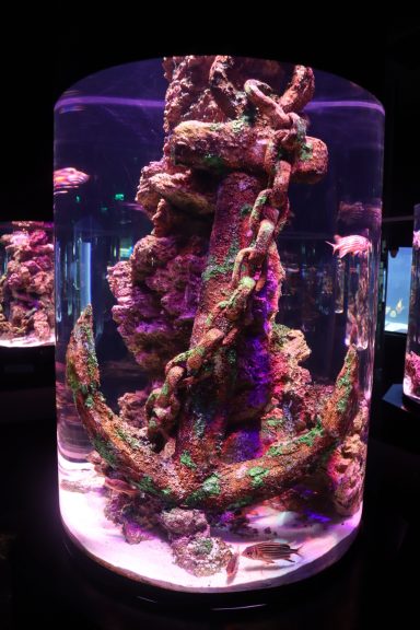 Anker vol met koraal Anker vol met koraal