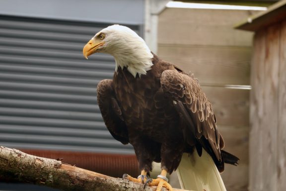 Amerikaanse zeearend Amerikaanse zeearend