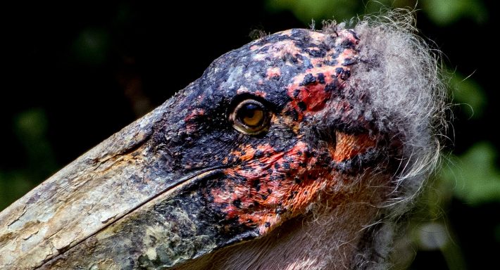 Afrikaanse maraboe Afrikaanse maraboe