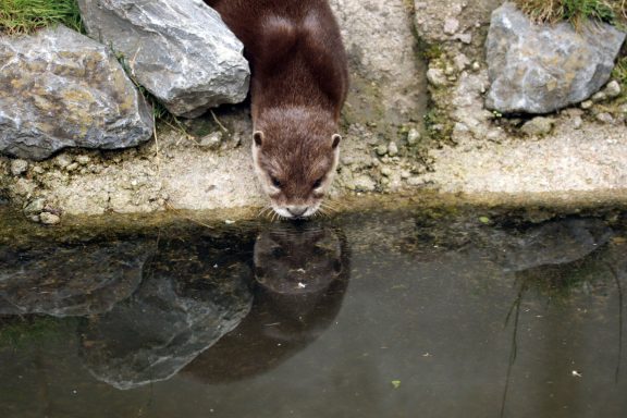 Aziatische kleinkauwotter Aziatische kleinkauwotter