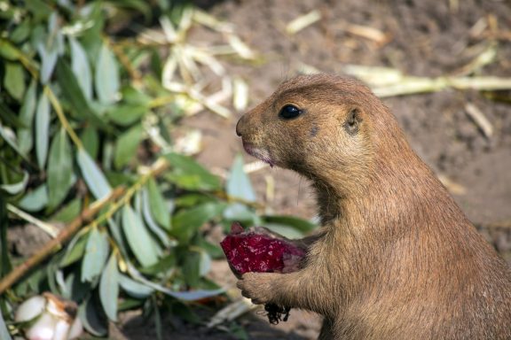 Prairiehond Prairiehond