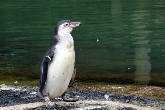 Humboldt Pinguïn Humboldt Pinguïn