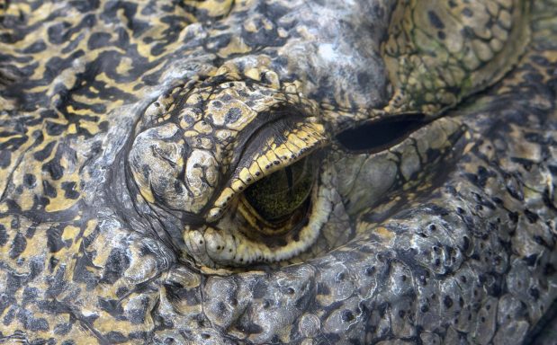 Nijlkrokodil Nijlkrokodil