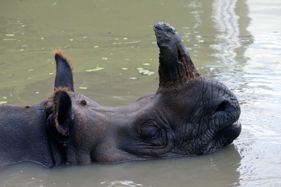 Indische Neushoorn Indische Neushoorn