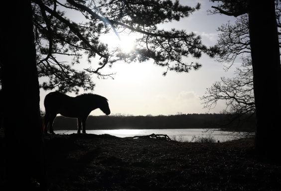 Exmoor pony Exmoor pony